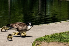 Eden Park Ducks