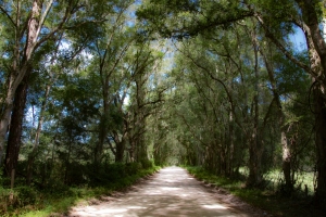 Old Florida Back Road